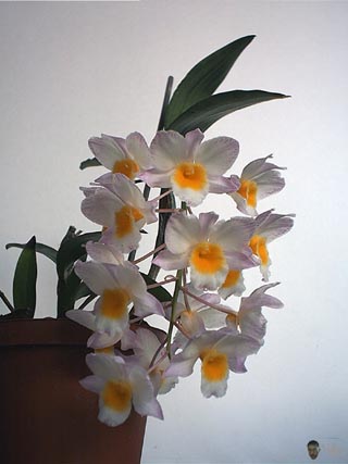 Dendrobium farmeri