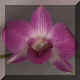 Dendrobium n23