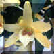 Dendrobium Stardust?