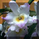 Dendrobium n44: hybride de nobile