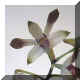 Dendrobium Brownie