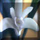 Dendrobium x delicatum
