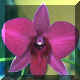 Dendrobium Jaquelyn Concert x Lady Hamilton