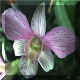 Dendrobium Singapore white x Candy Stripe