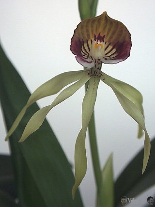Encyclia cochleata