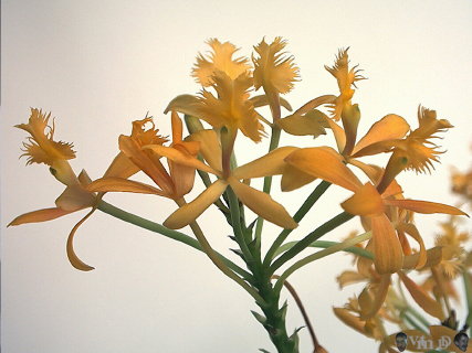 Epidendrum 58 0203