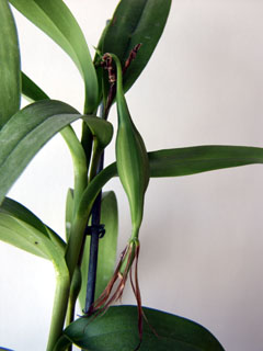 Fructification