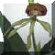 Encyclia cochleata