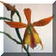 Epidendrum n50