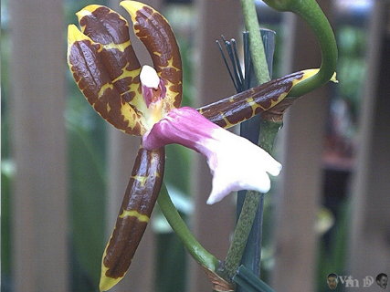 Miltonioides laevis