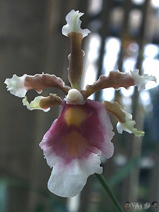Miltonioides warscewiczii