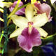 Miltonia n26