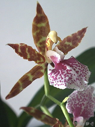 Odontoglossum n43