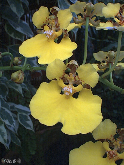 Oncidium ampliatum
