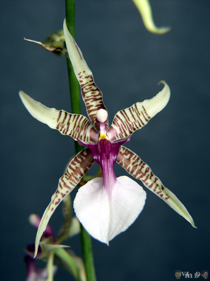 Oncidium hastilabium
