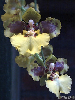 Oncidium rogersii concolor