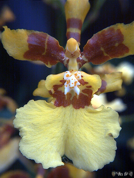 Oncidium sphacelatum