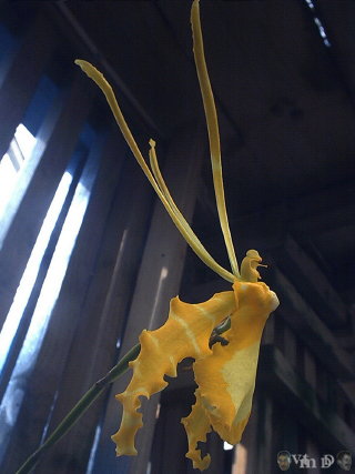 Psychopsis papilio alba