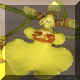 Oncidium n13