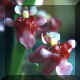 Oncidium ornithorhyncum x Oncidium cheirophorum