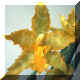 Odontoglossum Geyser Gold