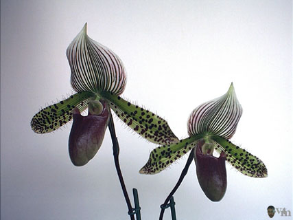 Floraison dans l'appartement