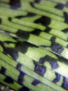 Dtail du feuillage