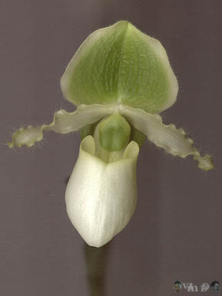 Paphiopedilum inconnu n15