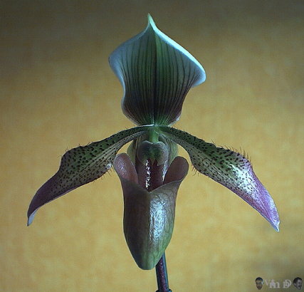 Paphiopedilum inconnu n41