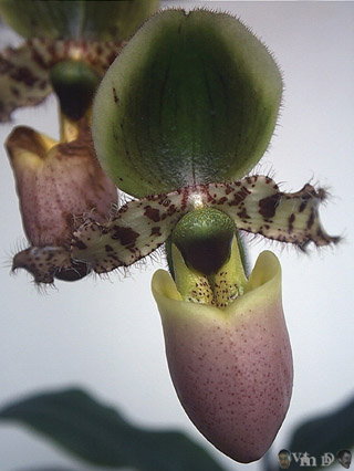 Paphiopedilum gratixianum