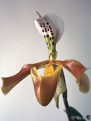 Paphiopedilum gratixianum
