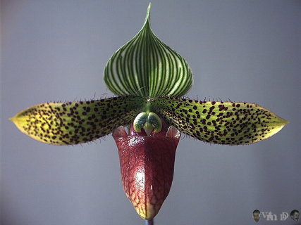 Paphiopedilum sukhakulii