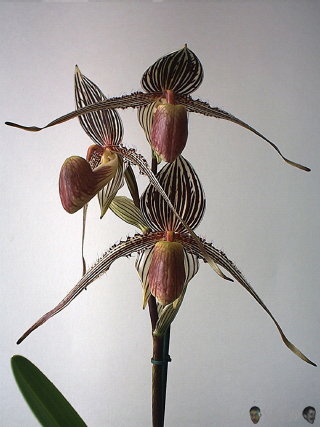 Paphiopedilum x rothschildianum