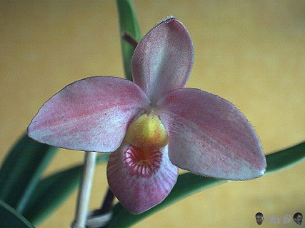 Phragmipedium Hanna Popow