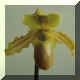 Phalaenopsis n57