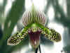 Paphiopedilum n73: P.Makuli?
