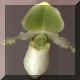 Paphiopedilum n15