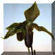Paphiopedilum n16
