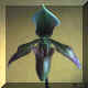 Paphiopedilum n41