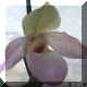Paphiopedilum n47
