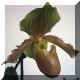 Paphiopedilum n48