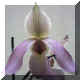 Paphiopedilum n52