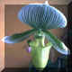 Paphiopedilum n35: Clair de Lune?