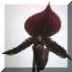 Paphiopedilum Makuli Vinicolor