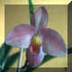 N39: Phragmipedium Hanna Popow?