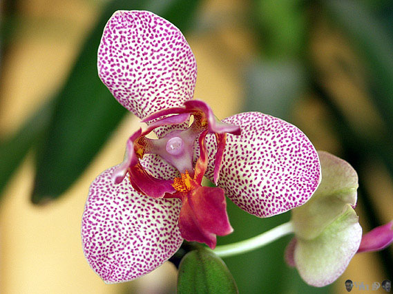 Floraison dans l'appartement
