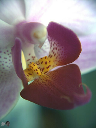 Close-up