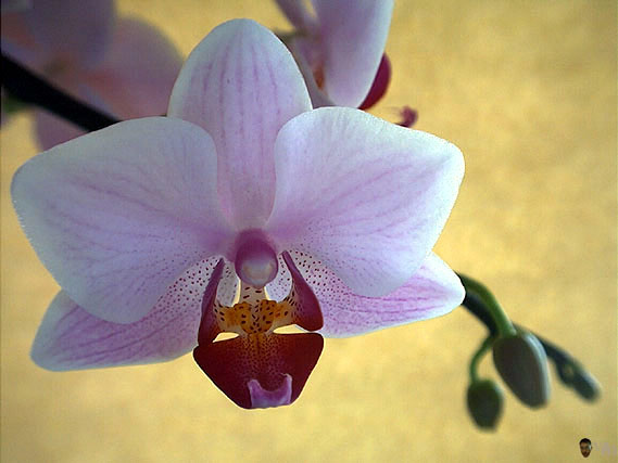 Floraison dans l'appartement