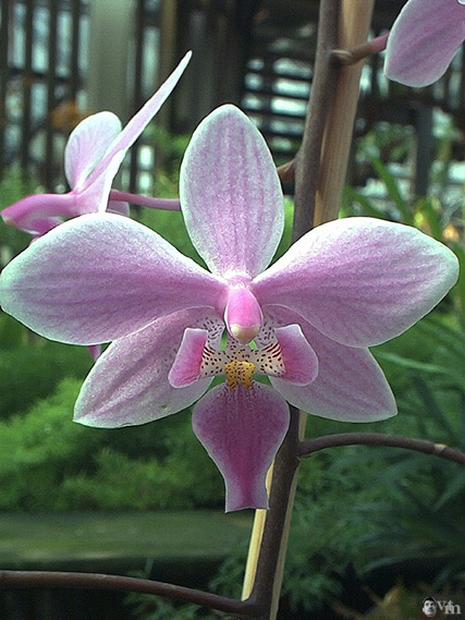 Phalaenopsis 14 0303