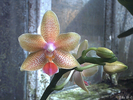 Phalaenopsis 31 0206